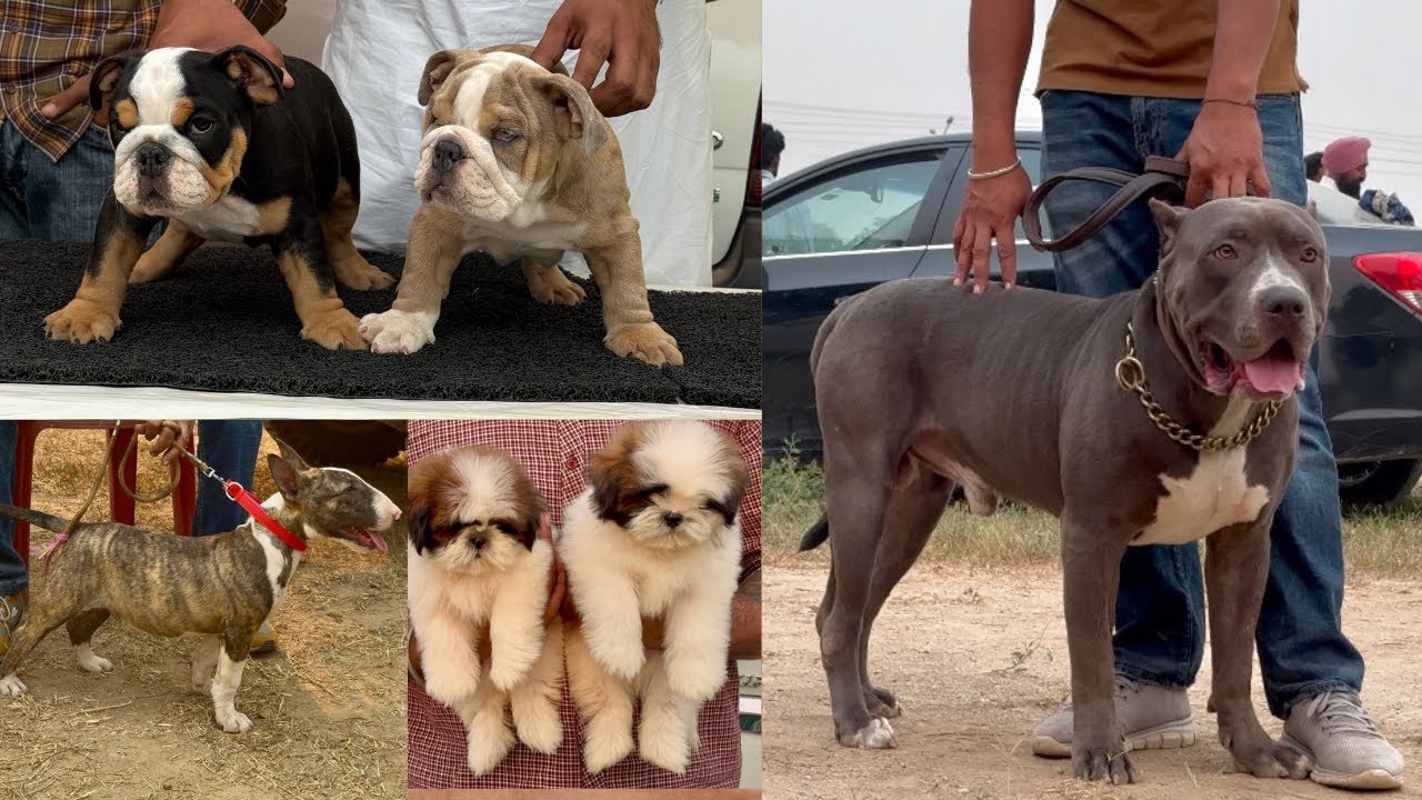 Exotic Dogs in Bathinda Dog Show Punjab November 2024🔥Puppy market at Cheap price | Dhanoa kennel ❤️