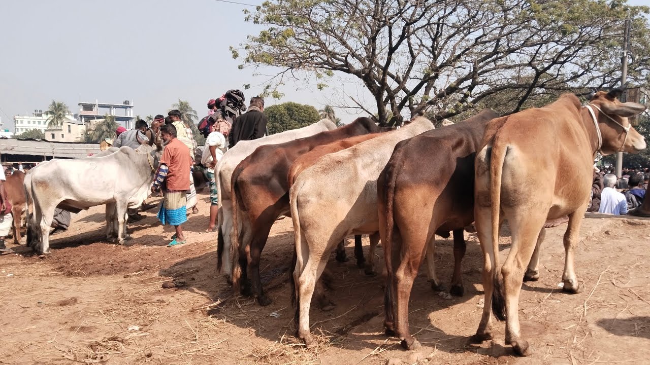 ১৭/১/২৬/আগামী কোরবানির টার্গেটে মোটাতাজা করণীয় হাড্ডিস্যার বলদ01773949974