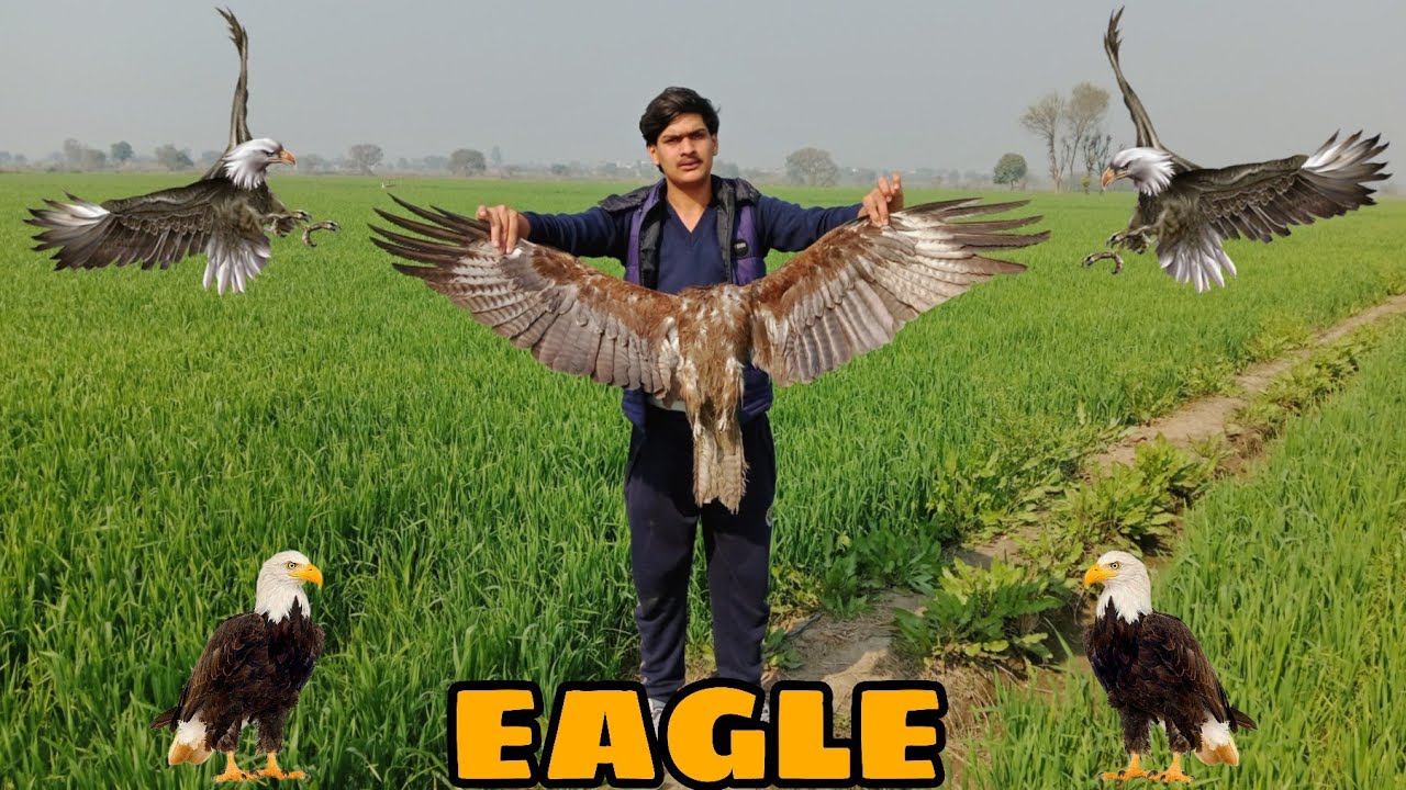 Aaj Humane Eagle Pakar Liya 😀