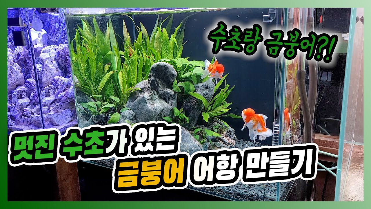 멋진 수초가 있는 금붕어 어항을 만들어 봤습니다