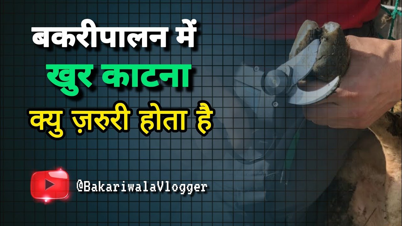 खुर काटने की कला हर किसान के लिए क्यों जरूरी है! | How to Prevent Lameness in Cattle