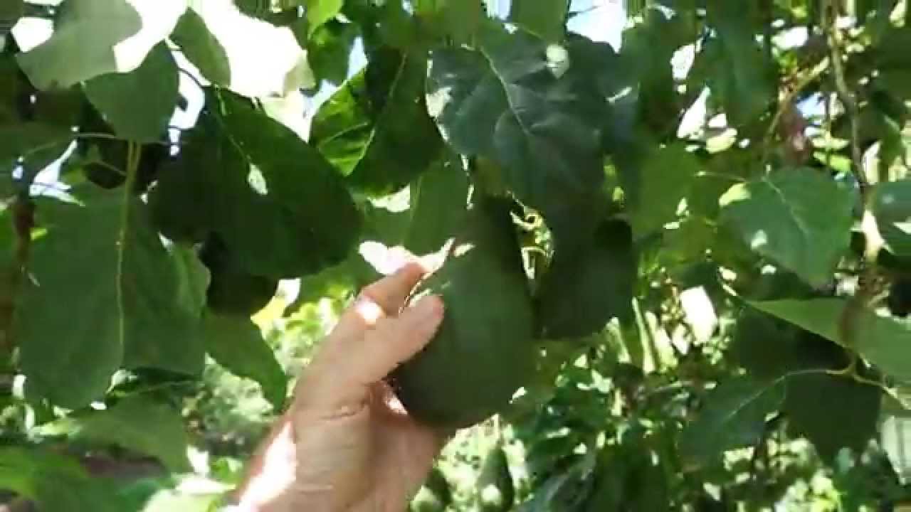 Pinkerton Avocado Growing in Homestead FL