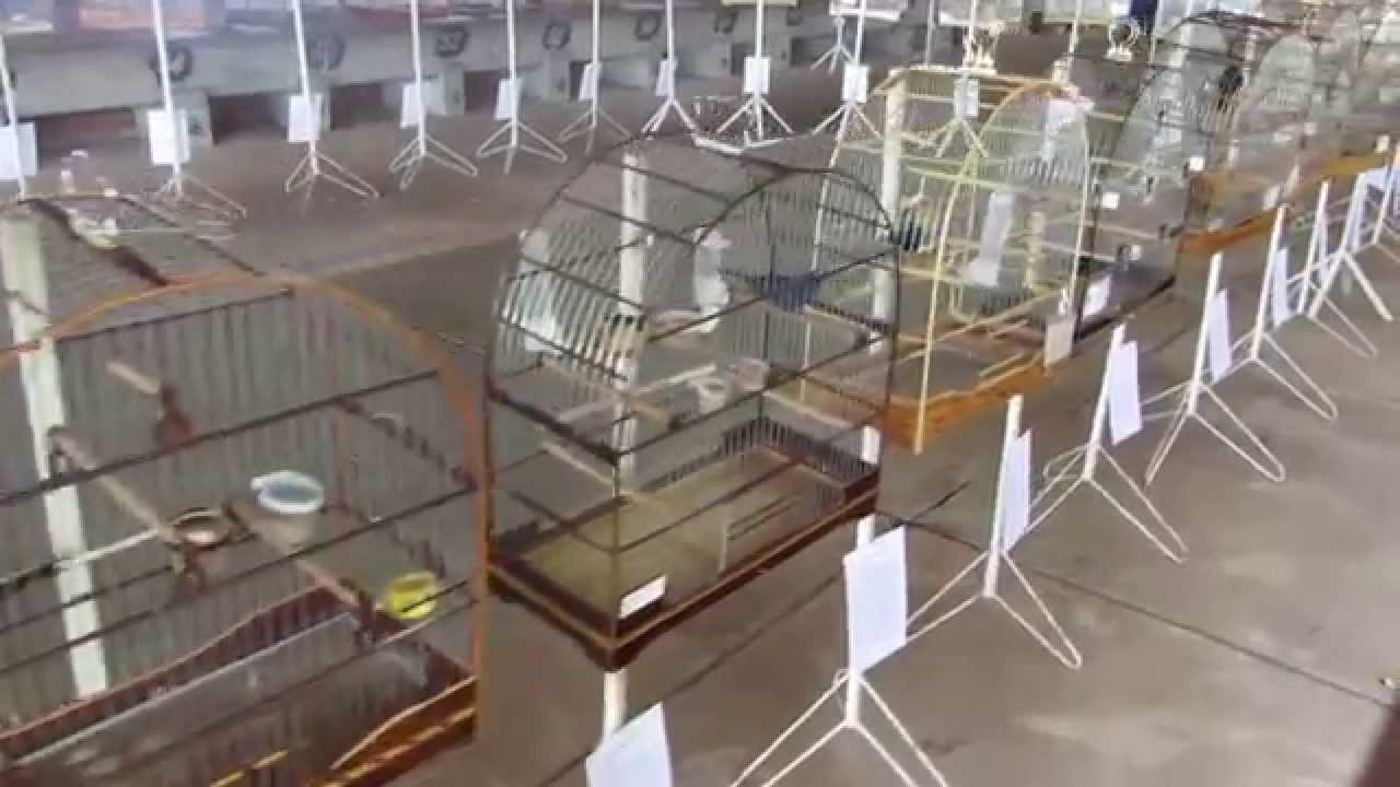 6° - Encontro Anual dos Criadores de Azulão - 2015 - Passos - MG