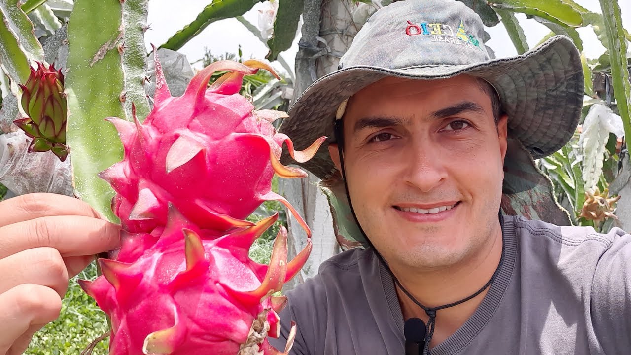 Como saber se a pitaya está madura e pronta para colher