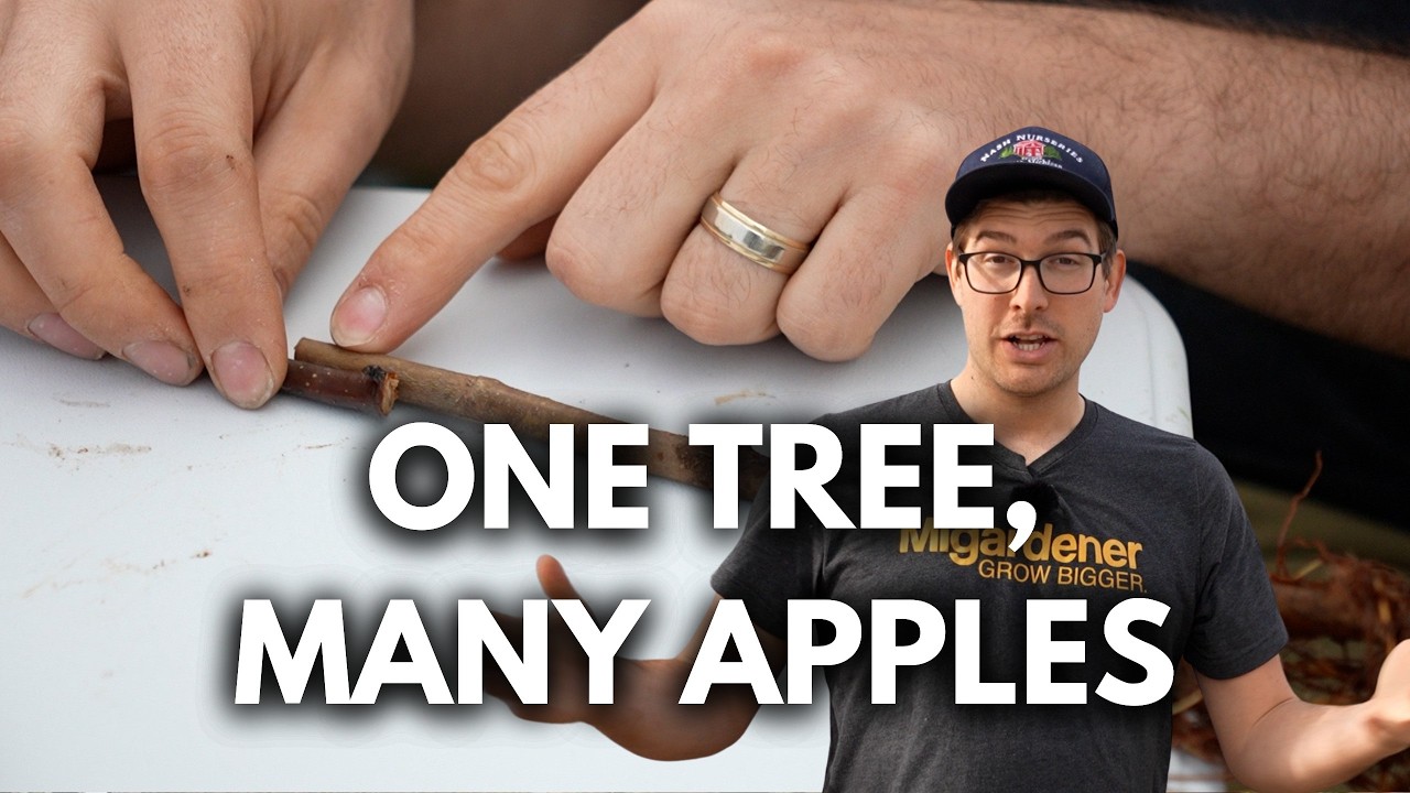 Learn to Graft to Grow Your Own Apples For FREE! (Whip - Whip & Tongue - Bark - Cleft)