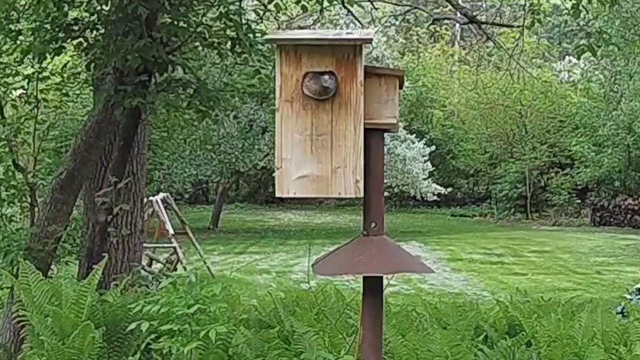 Wood duck west nest - May 21, 2018