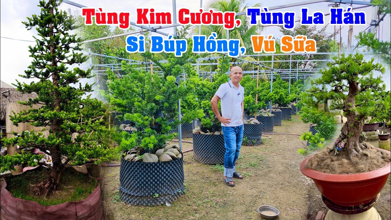 Cây Cảnh 25/10 Lê Khải rao bán - Tùng Kim Cương, Tùng La Hán, Si Búp Hồng, Vú Sữa