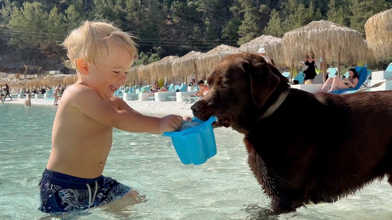 Lifeguard Labrador Keeps Little Brother from Going Too Deep!