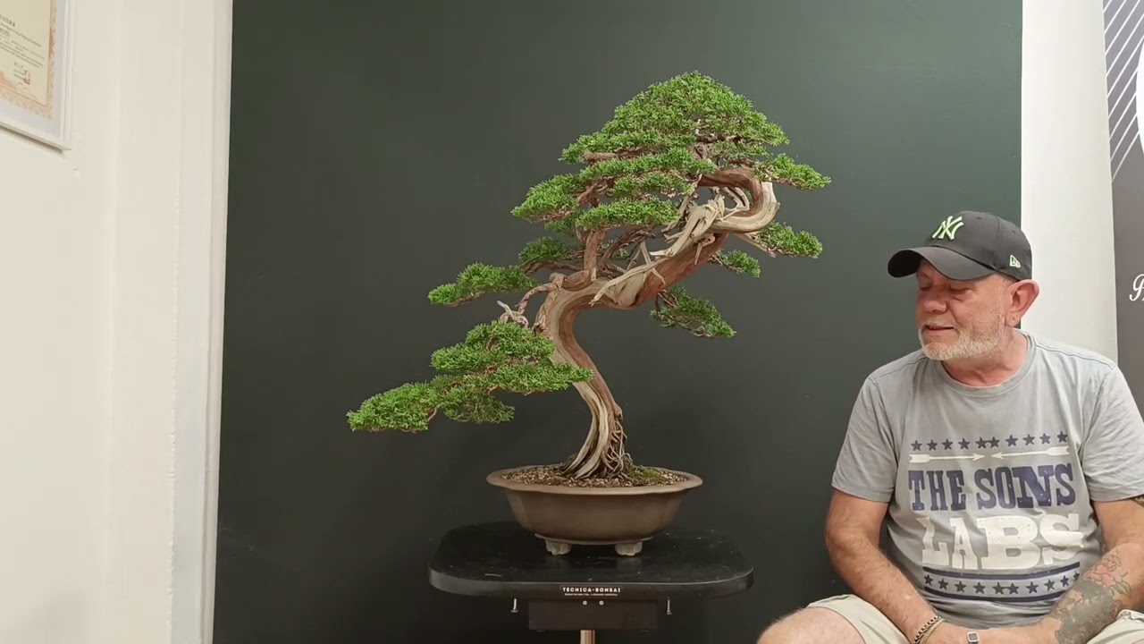 lavoro su un Juniperus Sabina
