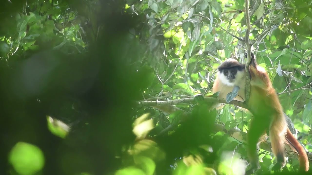 Le WWF capture une premi&egrave;re vid&eacute;o rare du colobe rouge de Bouvier !