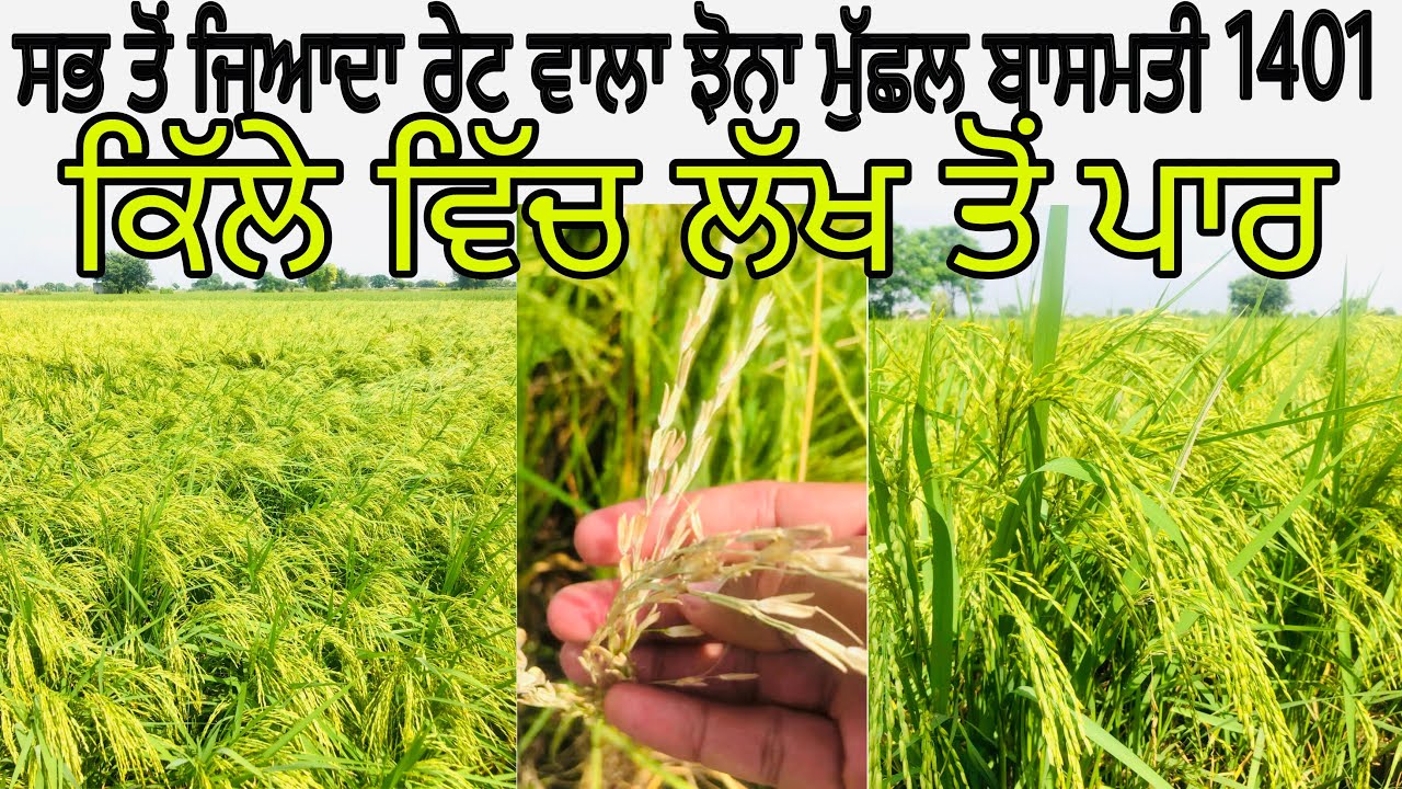 ਸਭ ਤੋਂ ਜਿਆਦਾ ਰੇਟ ਵਾਲਾ ਝੋਨਾ 1401 ਮੁੱਛਲ ਬਾਸਮਤੀ ਕਿੱਲੇ ਵਿੱਚ ਲੱਖ ਤੋਂ ਪਾਰ | ਝੋਨੇ ਦਾ 50% ਝਾੜ ਘੱਟ ਸਕਦਾ
