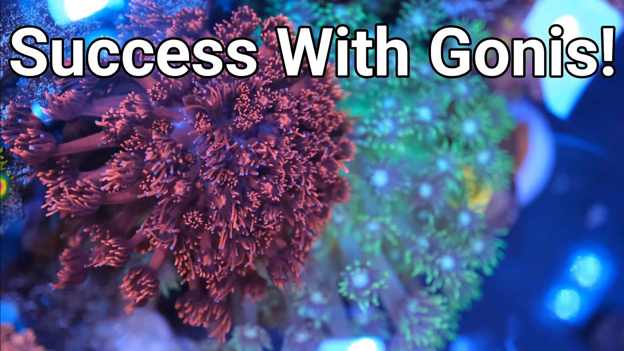 Waterbox LPS Tank Update: How I Keep Gonis, Kalkwasser Update & More!