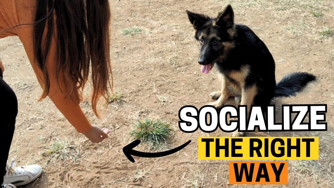 How to Socialize Your German Shepherd Puppy (THE RIGHT WAY)?