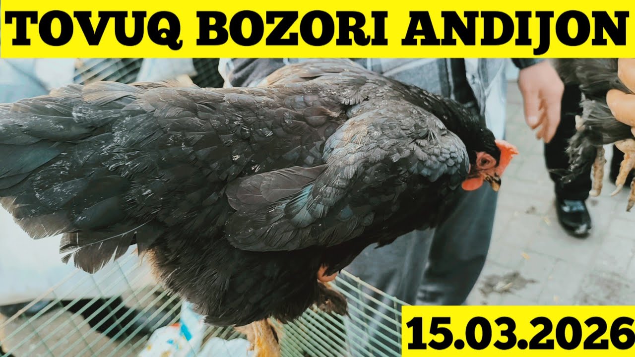 TOVUQ BOZORI ANDIJON 15.03.2026
