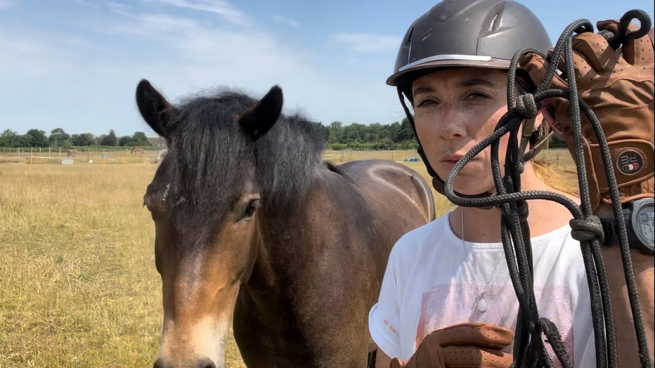 How to put a halter on an anxious horse