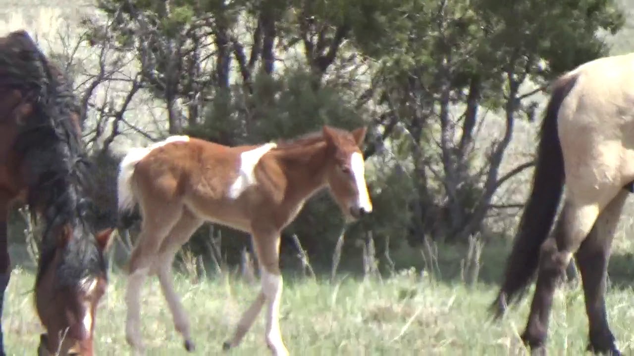 Wild Horse Stallion Protects Mares and Foal