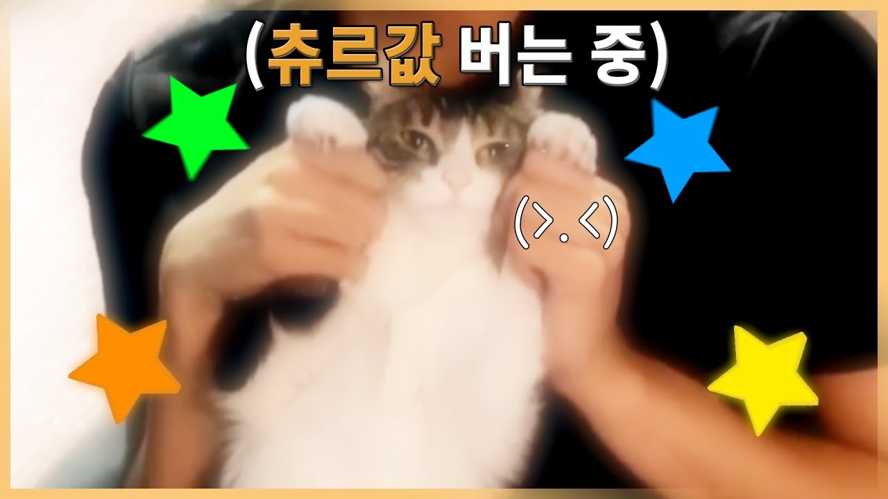 이번 영상에선 주인님 대신 제가 밥값하겠습니다...!