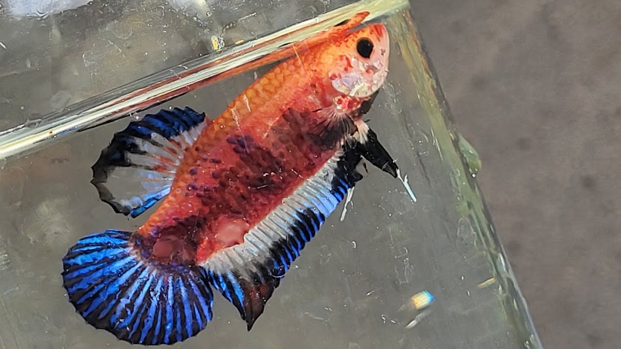 La manera correcta de alimentar tus peces cuando el agua esta limpia
