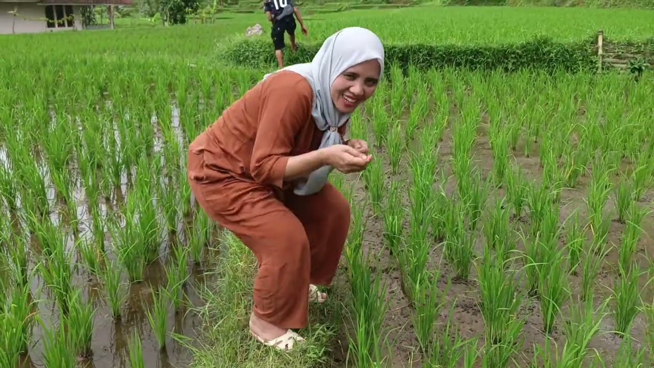 Modal Tangan Kosong, Ngurek Belut di Sawah Langsung Berhasil