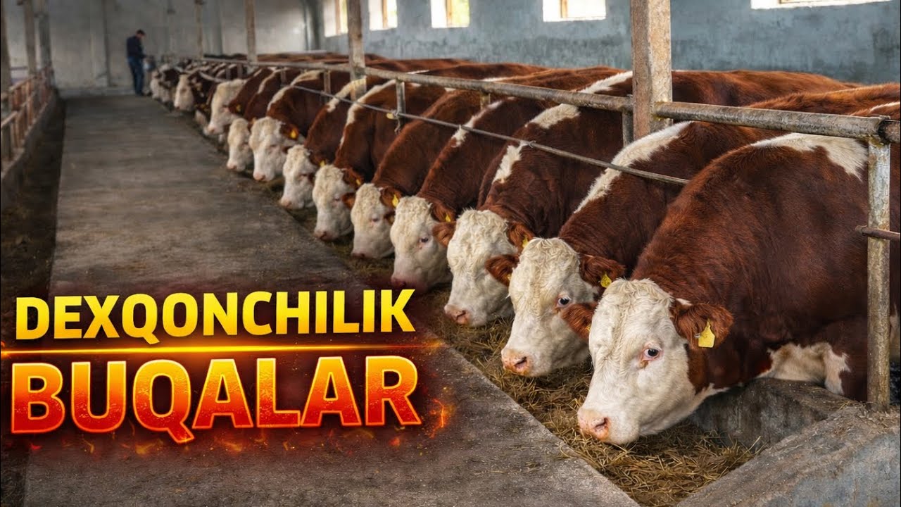 DEXQON AKADAN ZODLI BUQALAR SOTILADI✅✅✅5 марта 2026 г.