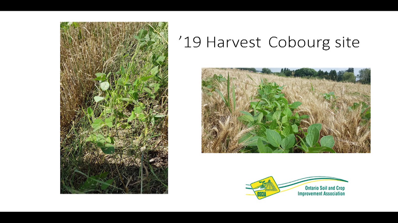 Making Relay Cropping Pay