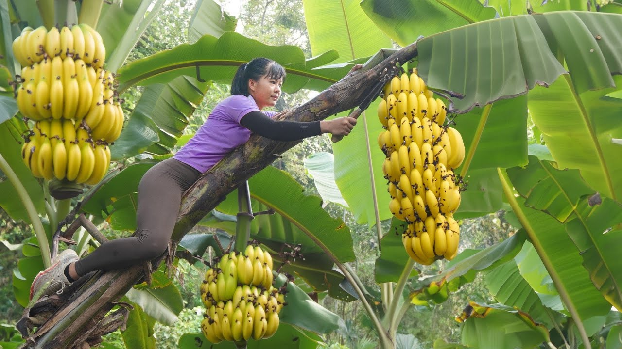 Harvesting Pineapple Fruit Go to market sell - Paint Table and Chair | Tiểu Vân Daily Life