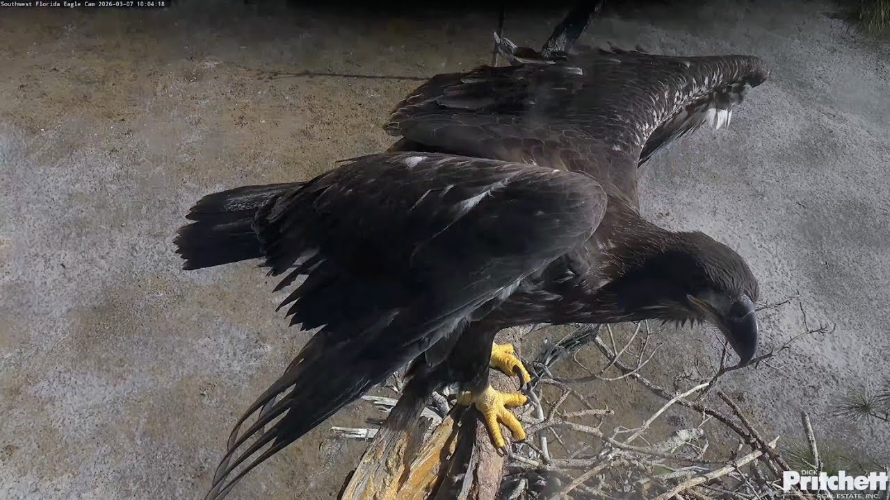 SWFL EAGLE CAM 2026.3.7 E26 moves about so energetically that the Cam can't keep up!