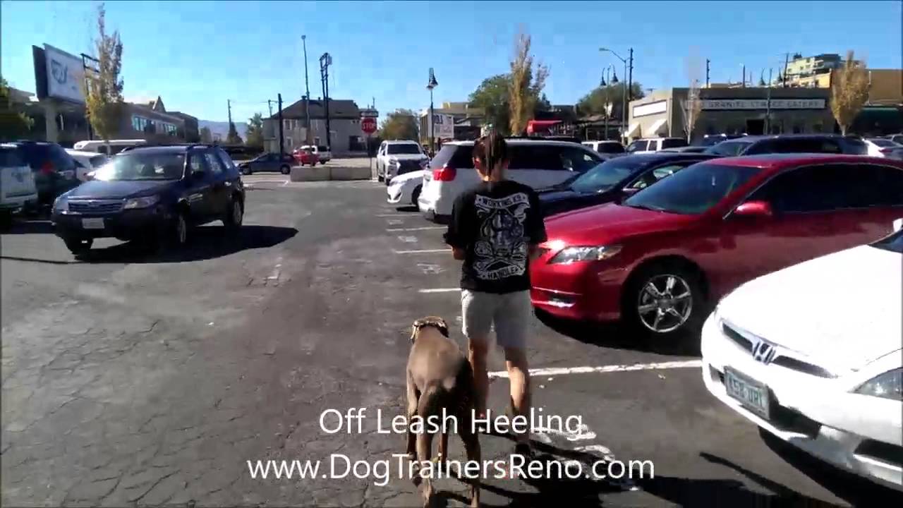 Off Leash K9 Training LLC Reno: AWESOME DOBERMAN VIDEO