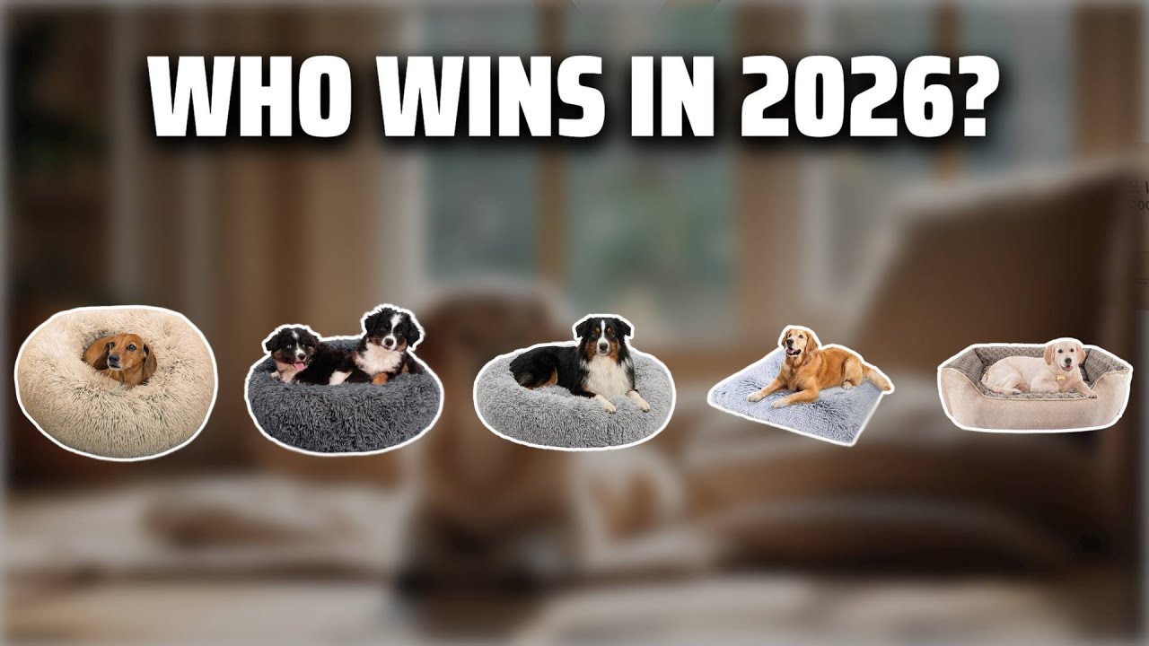The Top 5 Best Dog Bed Plush in 2026 - Must Watch Before Buying!