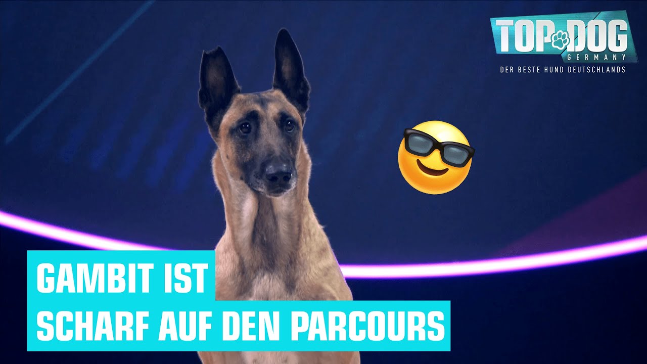 Mirjam und Gambit haben Spaß im Parcours 🥳🐶 | Top Dog Germany 2022