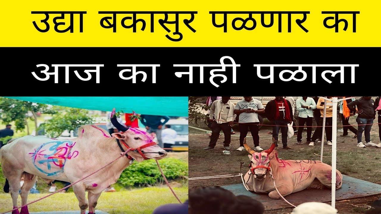 आज बकासुर आणि शॉटगण मेहेरबान ही जोडी का नाही पळाली ? बकासुर उद्या पैरा कोण ?