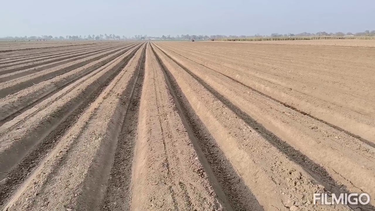 corn cultivation/ maize cultivation on raised bed