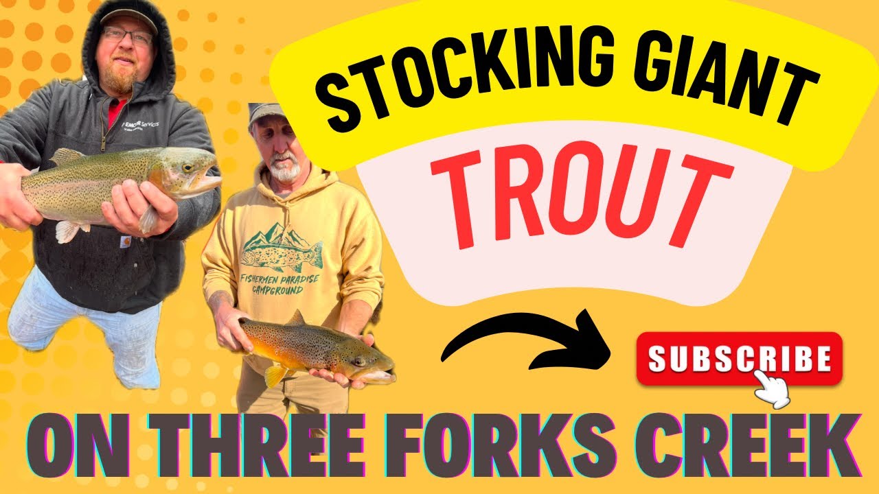Giant Trout On Three Forks Creek, WV.