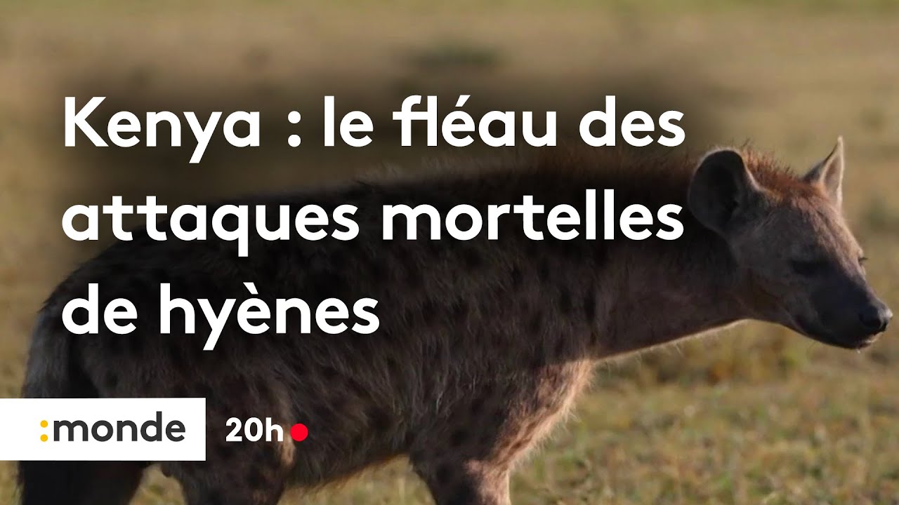 Kenya : le fl&eacute;au des attaques mortelles de hy&egrave;nes