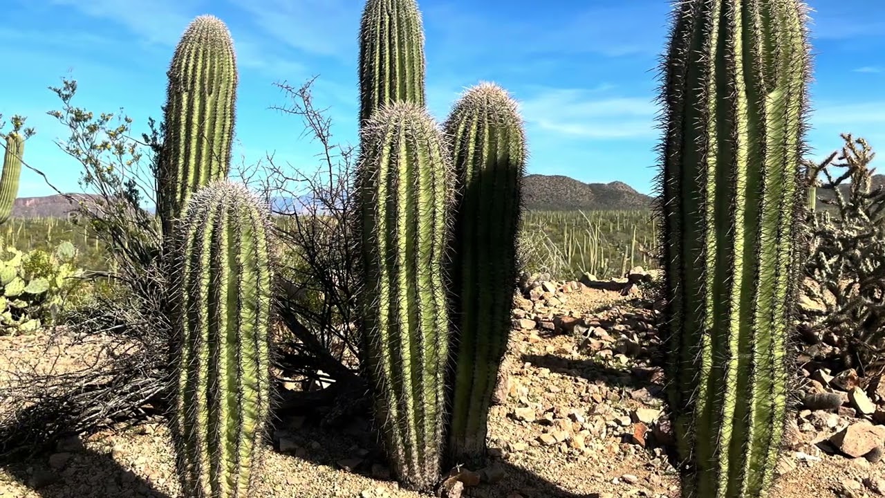 saguaro national park（AZ）2026.1.26