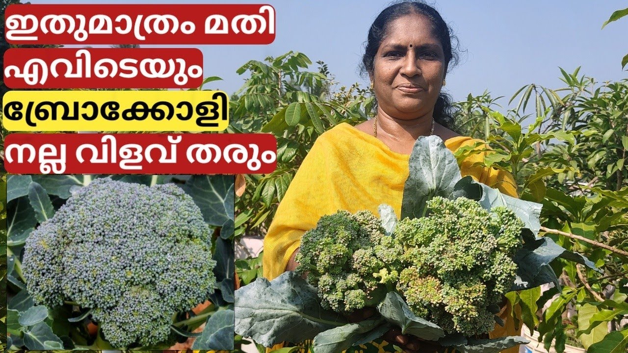വലിയ ബ്രോക്കോളി കിട്ടാനുള്ള ടിപ്സ് | Tips for growing bigger broccoli | Malayalam