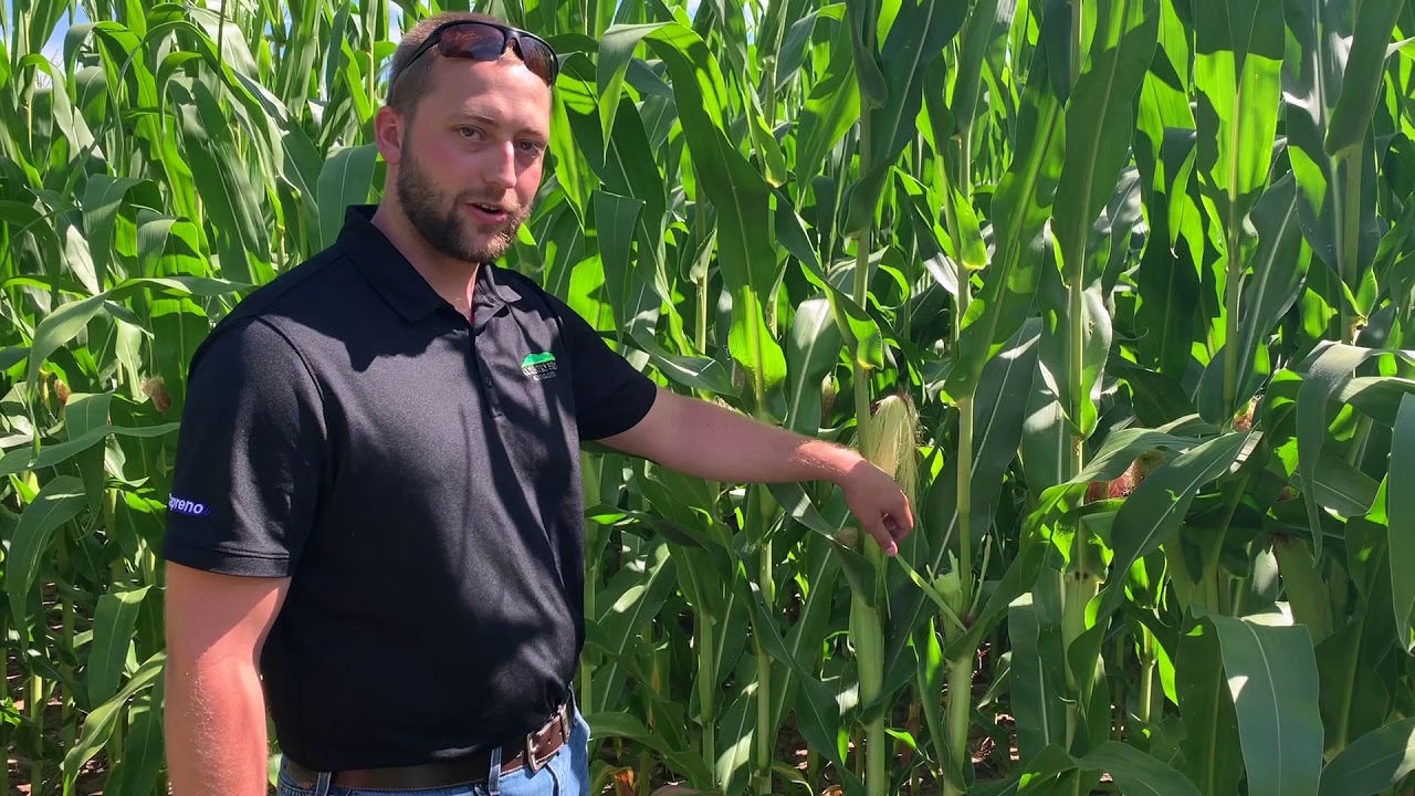 #FromTheField - Sam Hess, Agronomist - Boron Deficiencies
