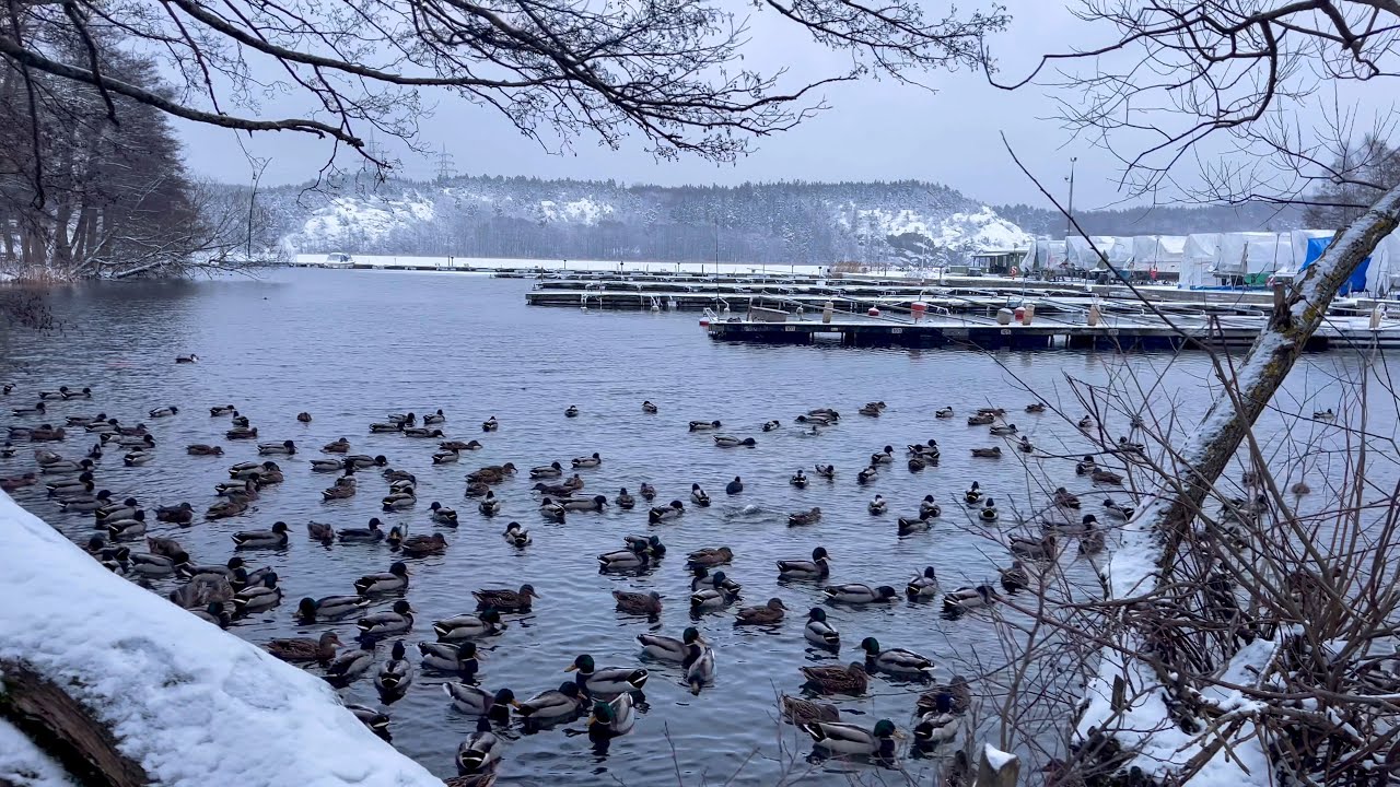 Snowy winter walk in Stockholm-walking tour in Fittja 2023