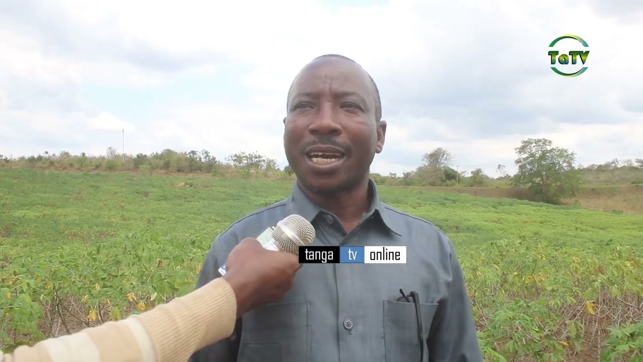 WAKULIMA WA MIHOGO HALMASHAURI YA WILAYA YA HANDENI WAOMBA KUJENGEWA KIWANDA CHA KUCHAKATA