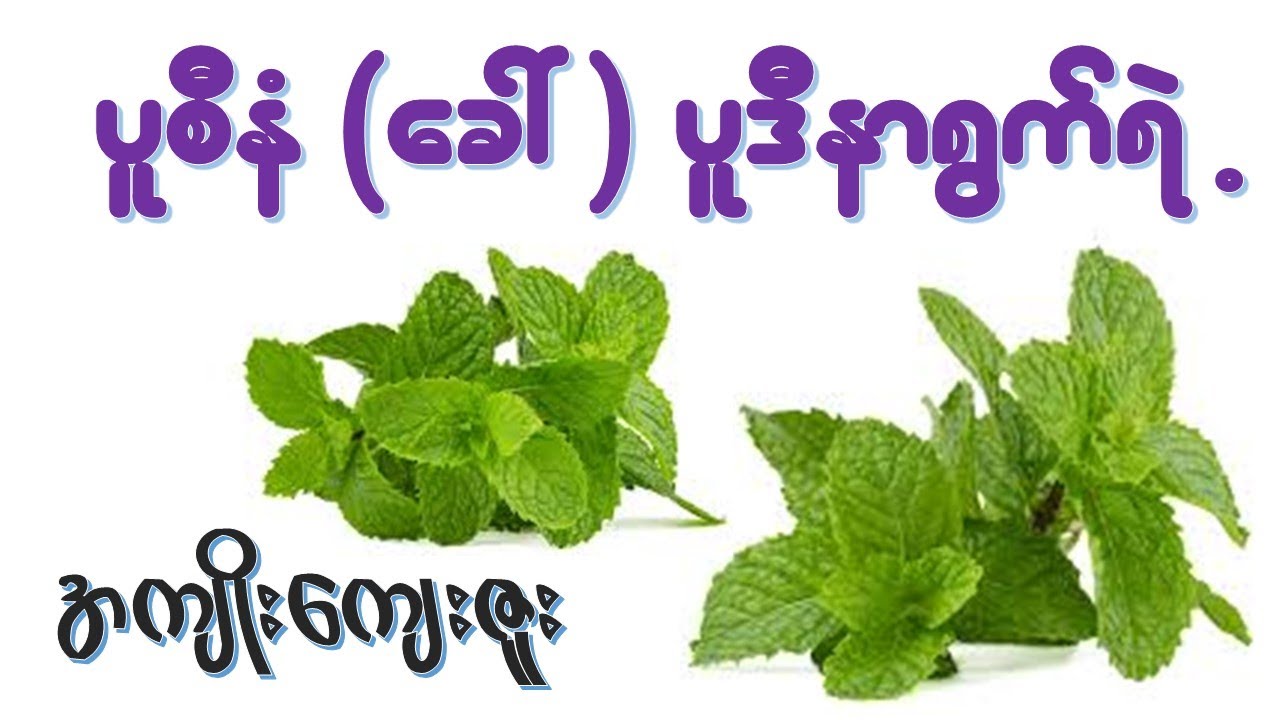 ပူစီနံရွက် (ပူဒီနာရွက်) ရဲ့အကျိုးအာနိသင် (၂၇) မျိုး  I  Health Benefits of Mint leaves