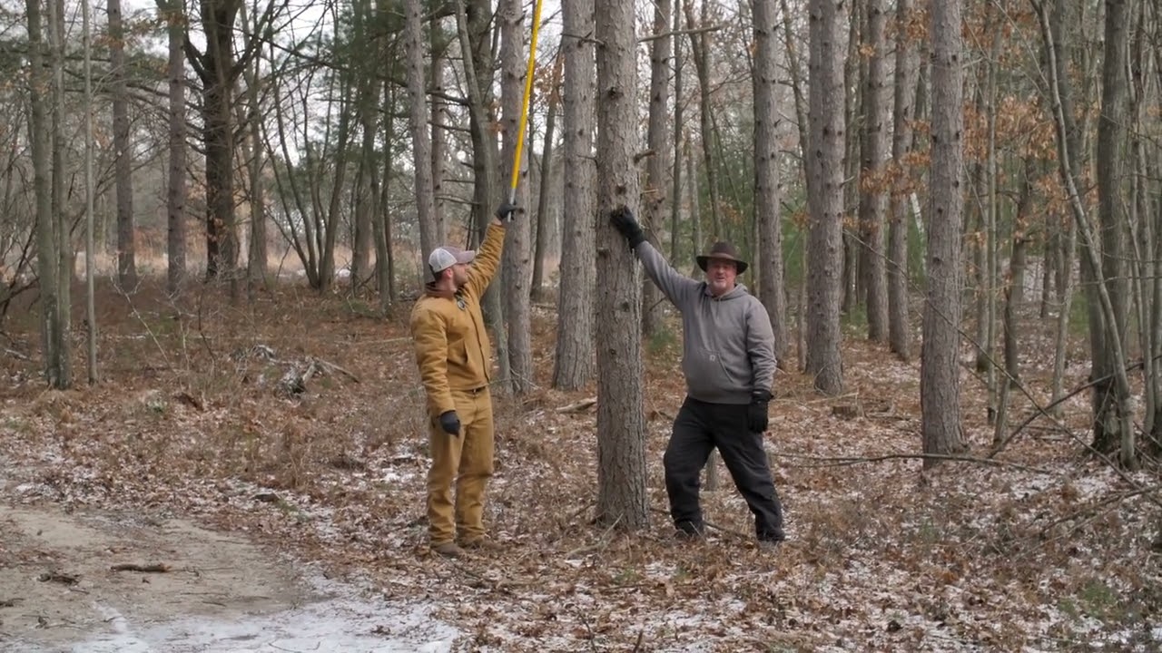 Living Lessons from the Red Pine: Understanding Self-Pruning in the Wild
