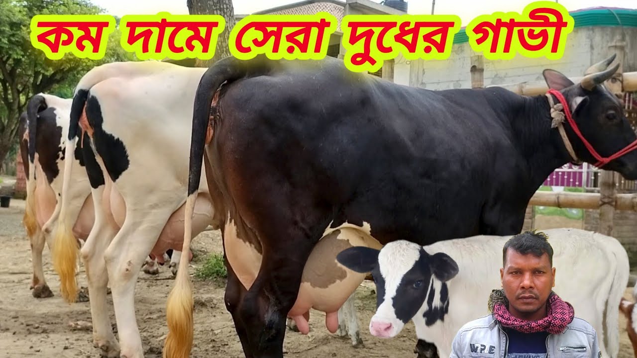 @আজ ৩১/১/২০২৬/ সেরা কোয়ালিটি ২০-২৫ লিটার দুধের গাভী কম দামে দেখুন। 