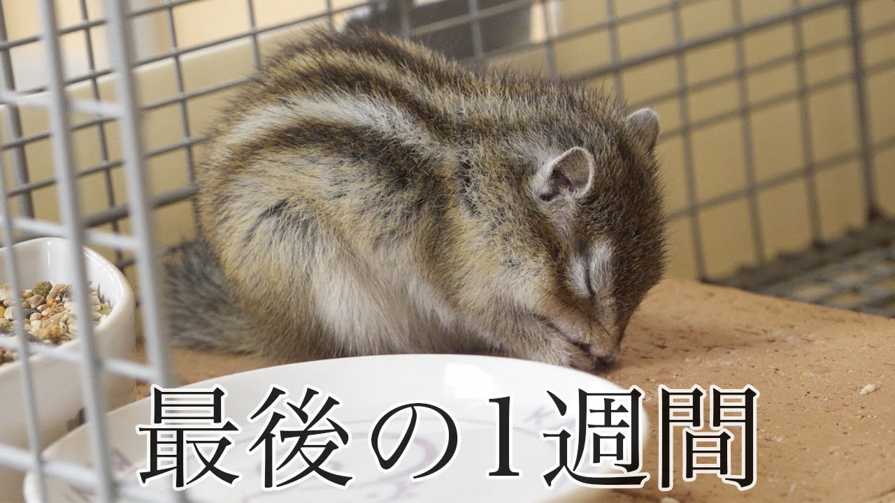 シマリスモモさんと過ごした最後の1週間/ペットの死について考える