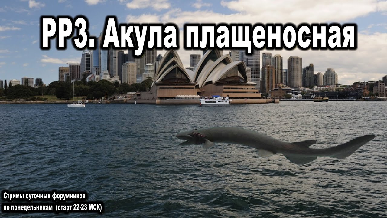 Русская Рыбалка 3 (Russian Fishing). Акула плащеносная.