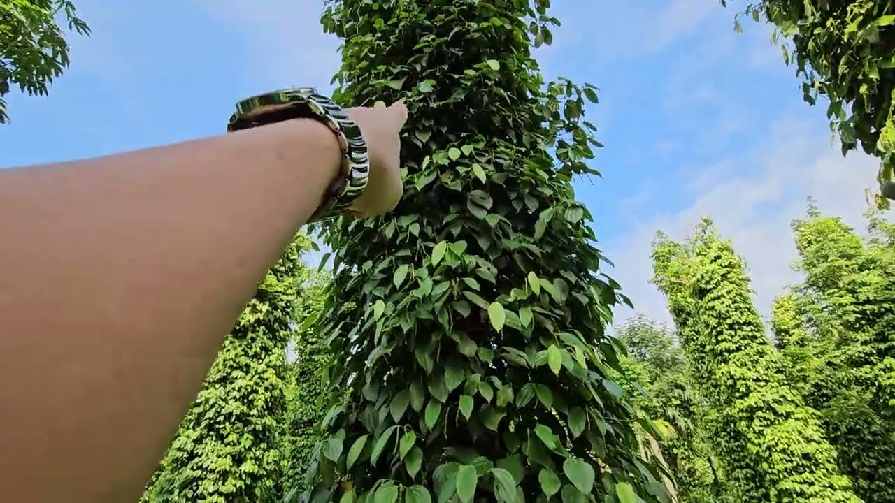 VƯỜN TIÊU TRÊN 20 NĂM. TẠI SAO TRỒNG TIÊU VÀO CÂY MUỒNG LÀ HIỆU QUẢ NHẤT: 0918 456 457- 0375 456 457