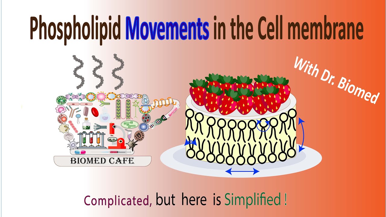 Phospholipid Movements in the cell membrane : lateral diffusion, rotation, flexion and flip-flop