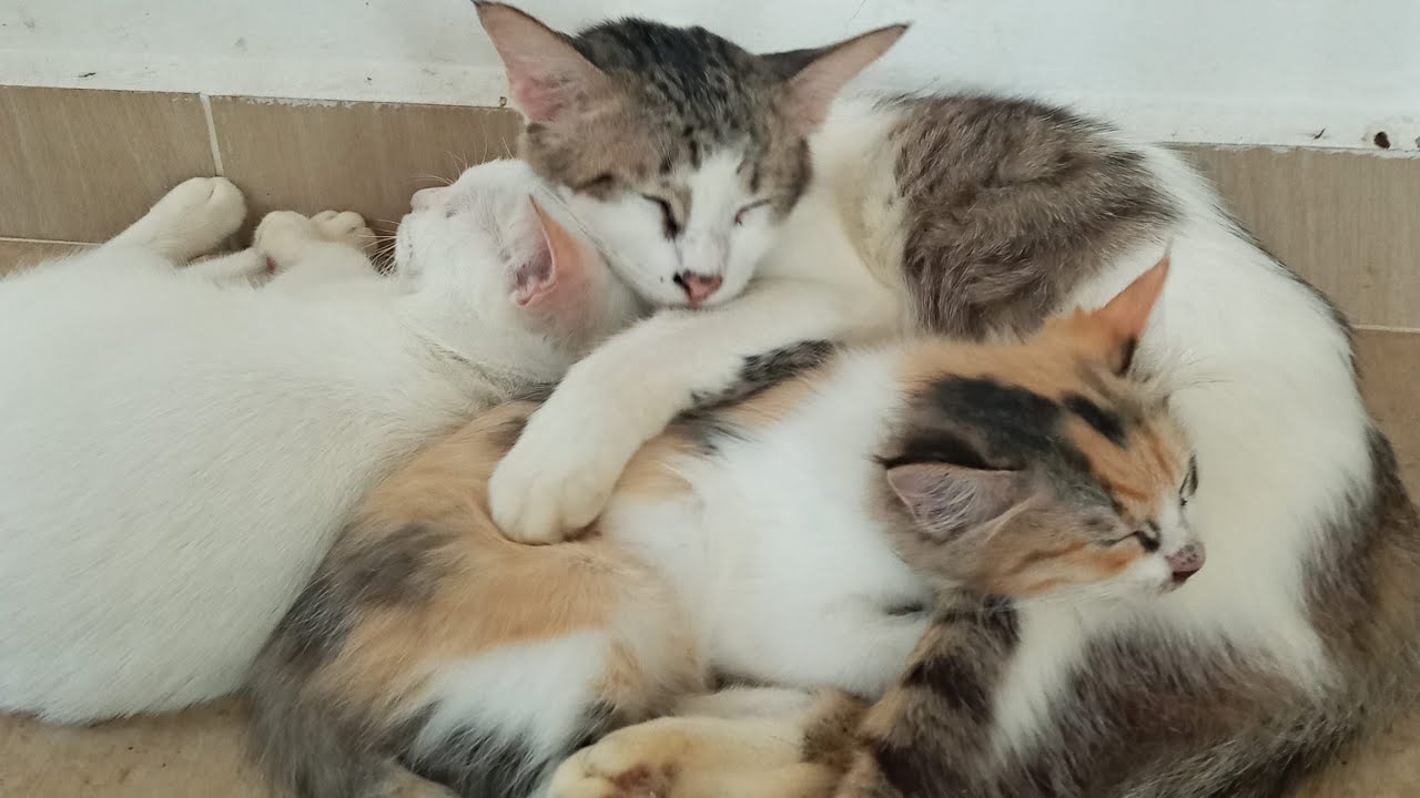 Cats & kittens are 855 & 764 & 690 & 607 & 506 & 489 & 441 & 365 & 250 & 212 & 112 &272 &206 &104&70