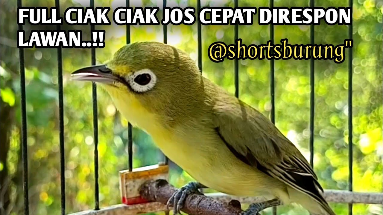 MASTERAN KECIAL KUNING LOMBA SUARA CIAK CIAK JOSS || TERAPI KECIAL KUNING MALAS BUNYI