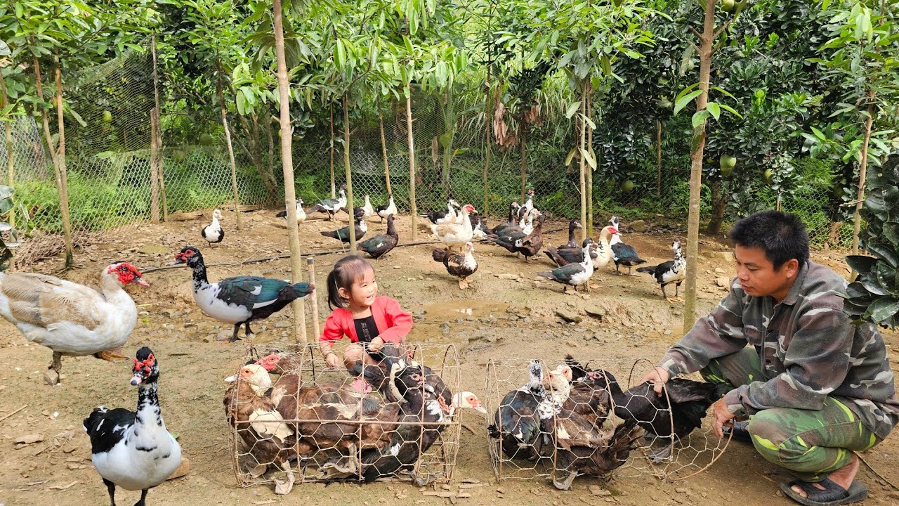 Harvesting geese go to the market sell - Cooking/Xuan Truong.