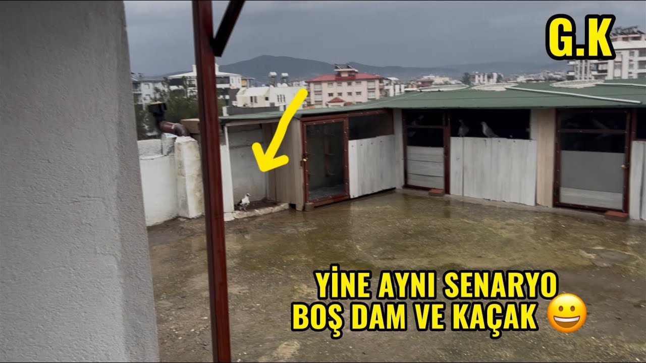 BU SEFERKİ KAÇAK FENA BOŞ DAMA YERLEŞMİŞ . #güvercin #güvercinkanalı #birds 